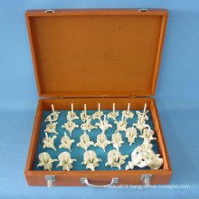 Medical Teaching Human Vertebra Parts Skeleton Model (R020105)